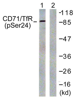 CD71 (phospho-Ser24) antibody