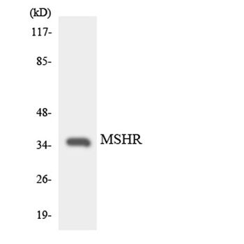 MC1-R rabbit pAb