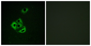 Mcl-1 (phospho-Ser159) antibody