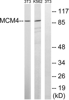 MCM4 antibody