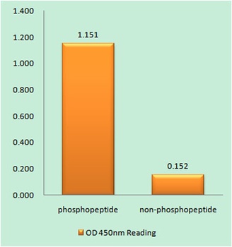 MDM2 (phospho Ser166) rabbit pAb