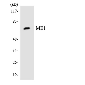 Malic enzyme 1 antibody