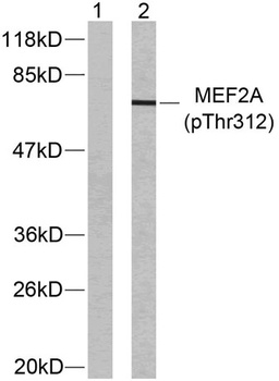 MEF-2 (phospho-Thr312) antibody