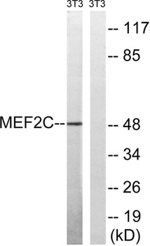 MEF-2C antibody