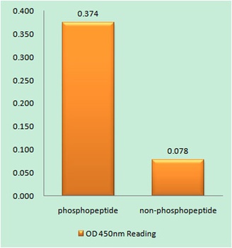 MEF-2D (phospho Ser444) rabbit pAb