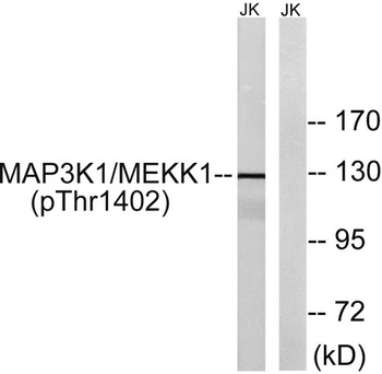 MEK Kinase-1 (phospho-Thr1400) antibody