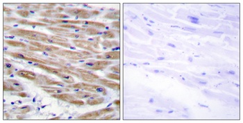 MEK Kinase-4 rabbit pAb