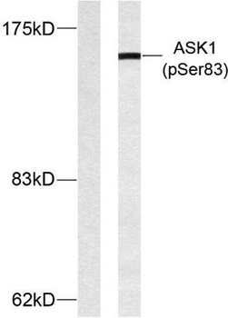 ASK 1 (phospho Ser83) rabbit pAb