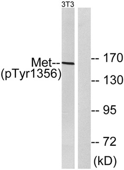 Met (phospho Tyr1356) rabbit pAb