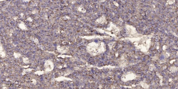 Met (phospho Tyr1356) rabbit pAb