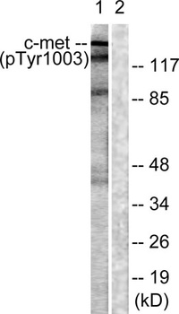 Met (phospho Tyr1003) rabbit pAb