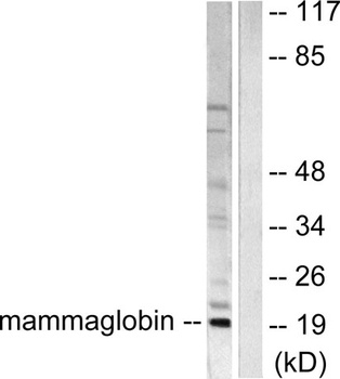 Mammaglobin A antibody