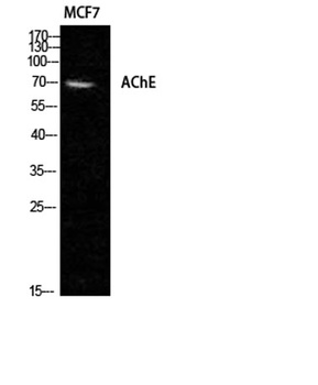 AChE antibody