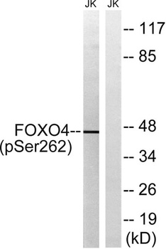 FoxO4 (phospho Ser262) rabbit pAb