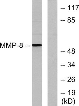 MMP-8 rabbit pAb