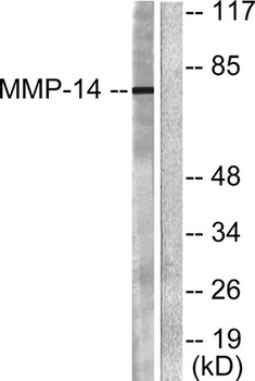 MMP-14 rabbit pAb