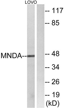 MNDA rabbit pAb