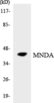 MNDA rabbit pAb