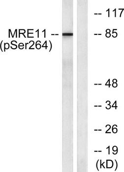 MRE11 (phospho-Ser264) antibody