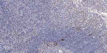 GCN2 (phospho Thr899) rabbit pAb