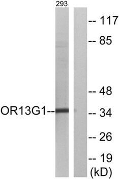 Olfactory receptor 13G1 rabbit pAb