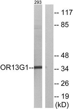 Olfactory receptor 13G1 antibody