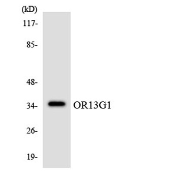 Olfactory receptor 13G1 rabbit pAb