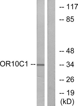 Olfactory receptor 10C1 rabbit pAb Antibody