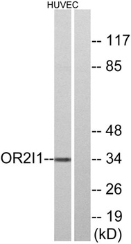 Olfactory receptor 2I1 antibody