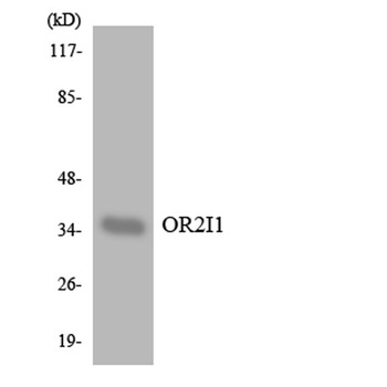 Olfactory receptor 2I1 antibody