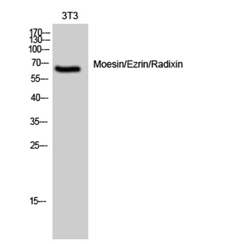 Moesin/Ezrin/Radixin rabbit pAb