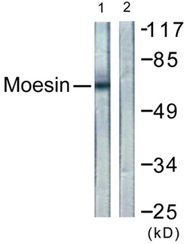 Moesin/Ezrin/Radixin rabbit pAb