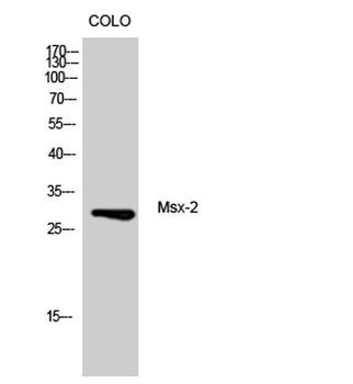 Msx-2 rabbit pAb Antibody