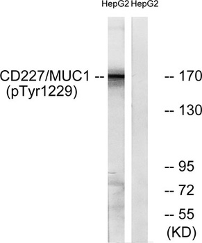 Mucin 1 (phospho-Tyr1229) antibody