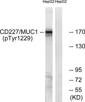 Mucin 1 (phospho Tyr1229) rabbit pAb