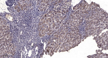 MxB antibody