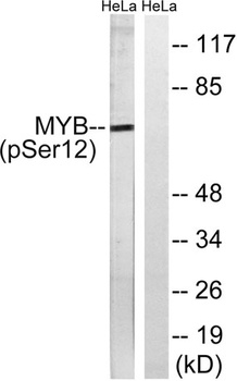c-Myb (phospho-Ser12) antibody