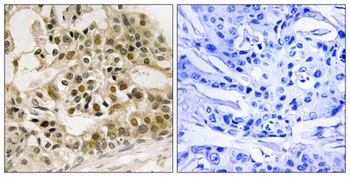 c-Myb (phospho Ser532) rabbit pAb