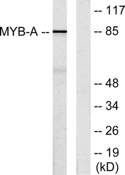 A-Myb rabbit pAb Antibody