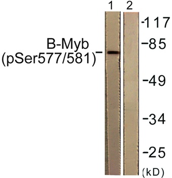 B-Myb (phospho-Ser577) antibody