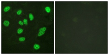 B-Myb antibody