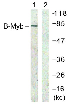 B-Myb antibody