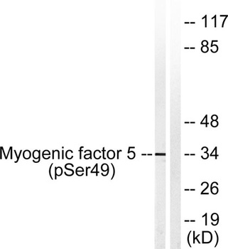 Myf-5 (phospho-Ser49) antibody