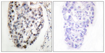 Myf-5 antibody