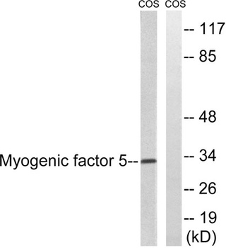 Myf-5 antibody