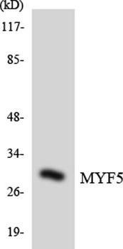 Myf-5 rabbit pAb