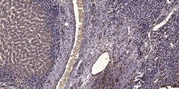 Myosin IXb rabbit pAb