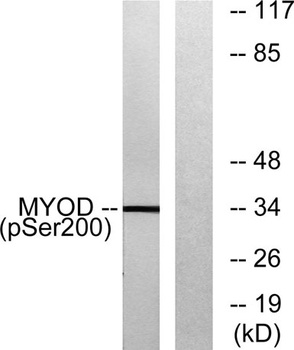 MyoD (phospho-Ser200) antibody