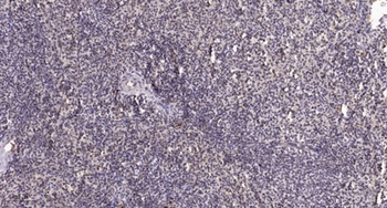 MyoD (phospho Ser200) rabbit pAb