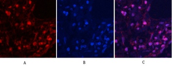 MYPT1 (phospho Thr853) rabbit pAb